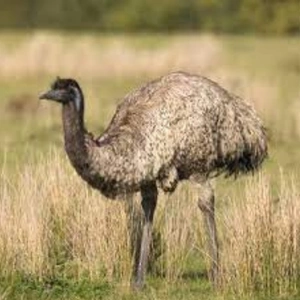 1746795097_EMU & EMU Products.webp
